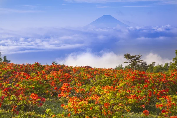 Azálea japonesa com Mt. Fuji. — Fotografia de Stock