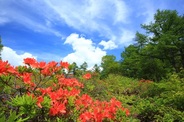 Azalea japonesa — Foto de Stock