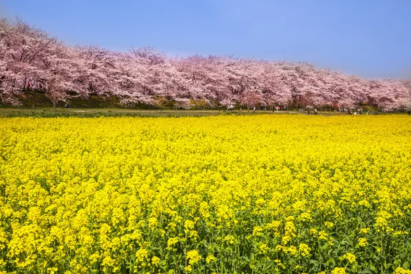 Rape blossoms and cherry tree — Stock Photo, Image