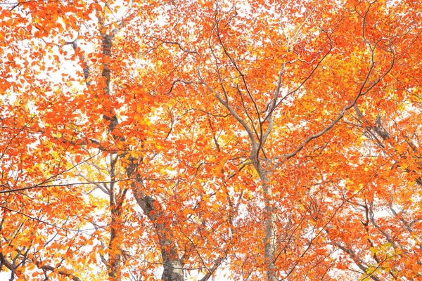 Herfstbos — Stockfoto