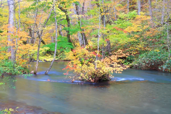 奥入瀬渓流の秋の色 — ストック写真