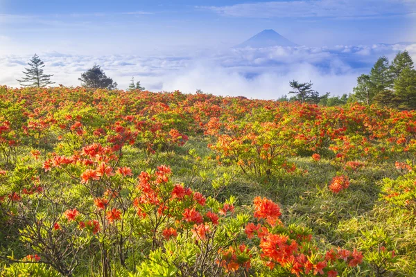 Azálea japonesa com Mt. Fuji. — Fotografia de Stock