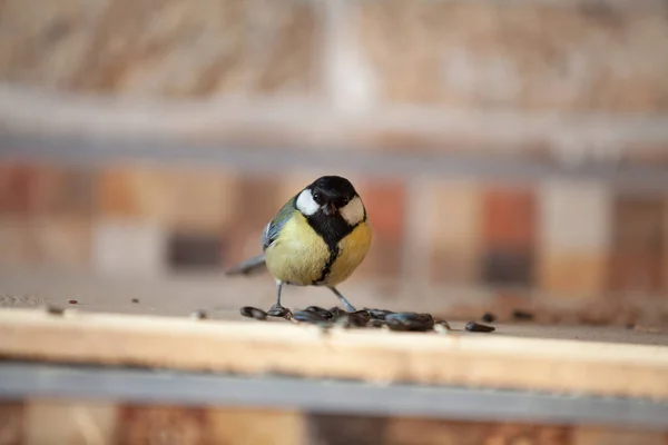 Cute Tit Sits Shelf Nearby Black Sunflower Seeds Close — 图库照片