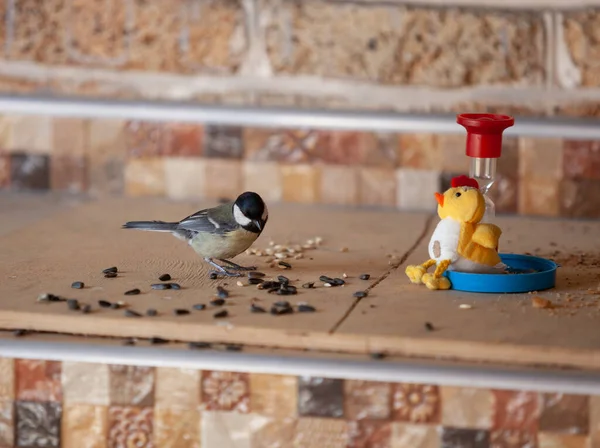 Cute Tit Sits Shelf Nearby Black Sunflower Seeds Red Hourglass — Foto de Stock