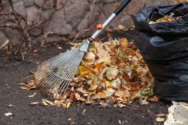 Yelpaze uzun bir sapı tırmıklıyor taş bir çitin önündeki yığının içindeki sarı yaprakları topluyor. Kara bir kayanın yanında