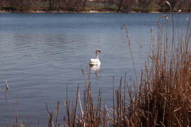 Beyaz kuğu pürüzsüz bir su yüzeyinde yüzer. Kuru sazlıklar ön grupta yetişir.