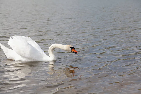 Cygne Blanc Étire Son Long Cou Sur Eau Surfac — Photo