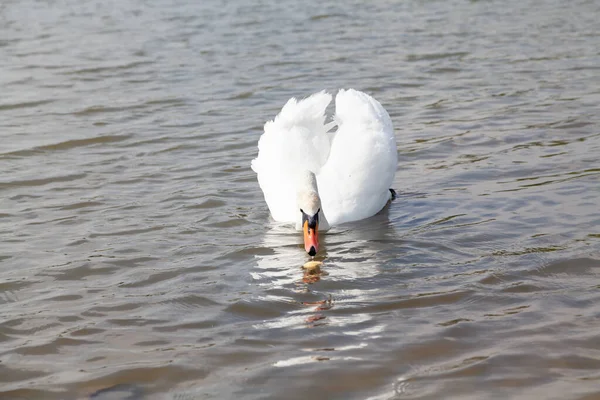 白天鹅想在面前放一块面包在水面上 — 图库照片