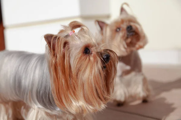 Two Cute Yorkshire Terriers Stand Porch Sunny Day Close — Stock Photo, Image