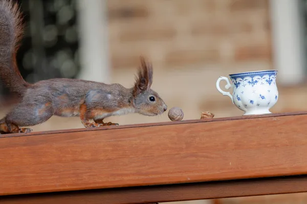 Eichhörnchen Auf Der Veranda Ein Ingwer Eichhörnchen Mit Flauschigen Ohren — Stockfoto