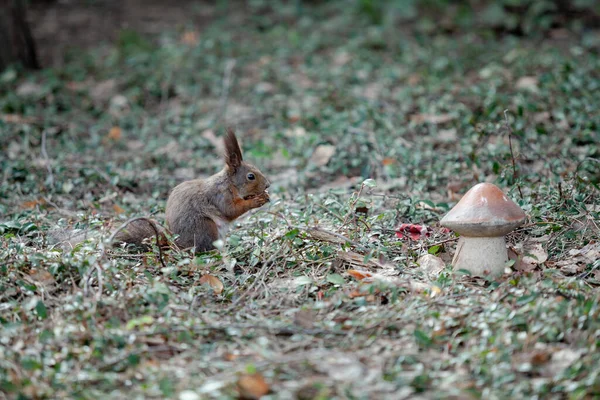 Rotes Eichhörnchen Mit Flauschigen Quasten Den Ohren Sitzt Auf Dem — Stockfoto