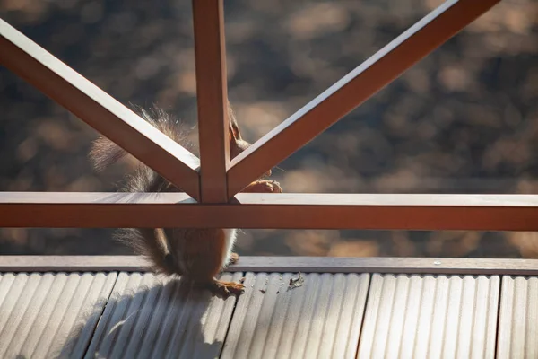 Das Schlaue Eichhörnchen Versteckt Sich Hinter Holzzäunen Ein Ingwer Eichhörnchen — Stockfoto