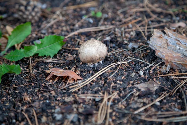 Champignon Comestible Avec Chapeau Rond Sort Sol Gros Plan Près — Photo