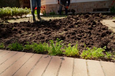 Evin önündeki kazı alanında. Yakın plan. Yeşil maydanoz çalıları ön planda yetişir. Arka planda, iki kişi toprağı kazıyor.
