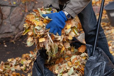 Bahçede sonbahar işi. Mavi eldivenli eller düşmüş yaprakları büyük plastik bir torbaya koy.