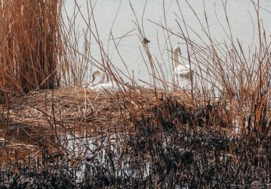 Nadir bulunur. Dişi bir beyaz kuğu bir bahar günü kuru sazlık yuvasına oturur. Sağ taraftaki suda başka bir kuğu yüzüyor. Ön grubunda yanmış sazlıklar