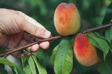 Erken meyve hasadı. Adamın eli olgun şeftali dalını tutuyor.