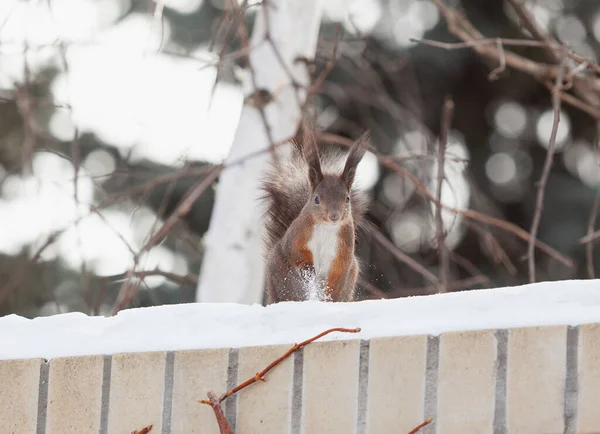 红色的松鼠 有浓密的尾巴 站在白雪覆盖的砖屋上 — 图库照片