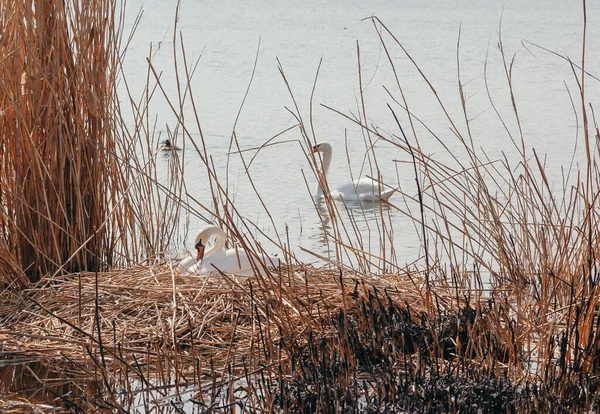 罕见的框架 春天的一天 一只雌性白天鹅坐在干枯的芦苇窝里 还有一只天鹅在右边的水里漂浮着 燃烧的芦苇在未来 — 图库照片