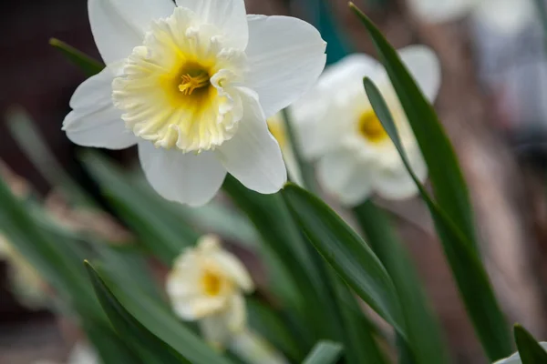 Frühlingsblumen Schöne Narzissenblüte Mit Gelben Staubgefäßen — Stockfoto