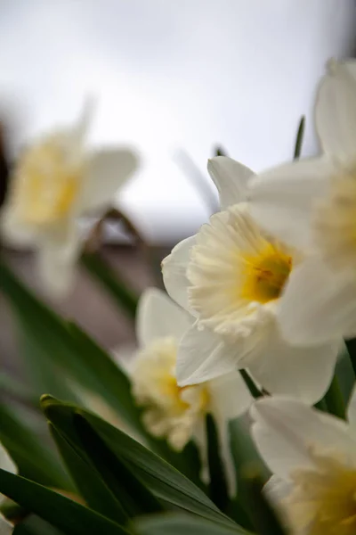 Frühlingsblumen Schöne Narzissenblüte Mit Gelben Staubgefäßen — Stockfoto