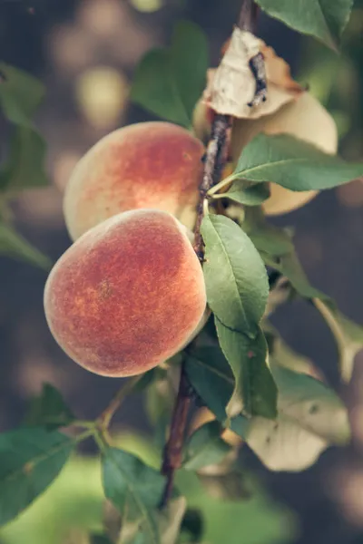 果物の収穫 2つの食欲をそそる熟した桃は緑色の葉を持つ垂直枝に重みがあります — ストック写真
