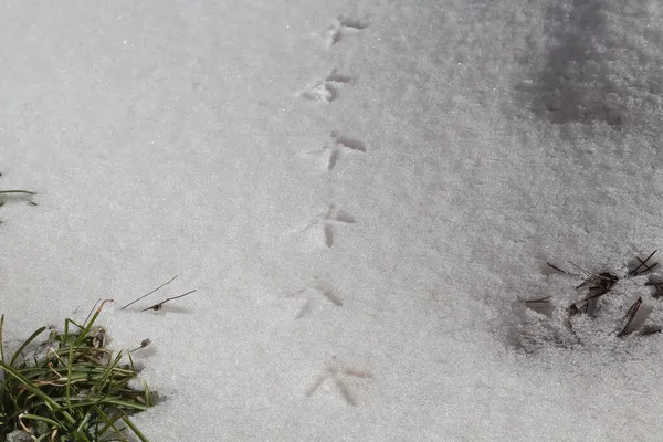 Sneeuw Een Keten Van Duidelijke Pootafdrukken Van Een Grote Vogel — Stockfoto