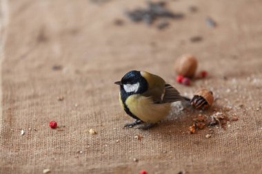 Poultry and nuts. A lovely tit sits on a burlap. Nearby chopped walnut and rowan close u