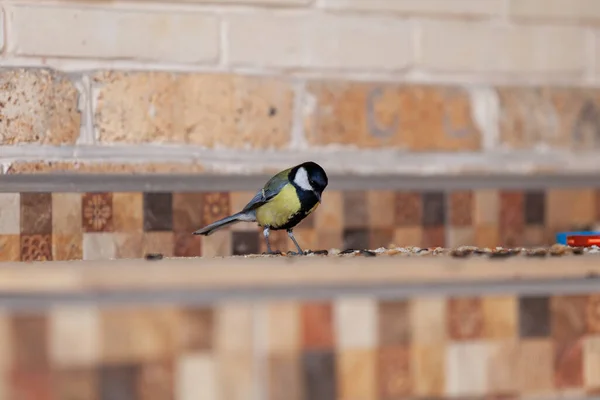 Cute Tit Sits Shelf Nearby Black Sunflower Seeds Back Brick — ストック写真