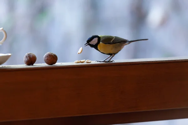 Cute Titmouse Sienta Barandilla Una Cerca Madera Cerca Una Nuez — Foto de Stock