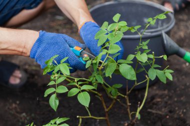 Gül çalıları budama sonbahar. Mavi iş eldivenleri kesme makası çalı güller closeu ellerinde