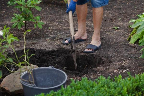 Close-up of a man in blue gloves and slippers digs a hole in the ground under a rose bush using a shove