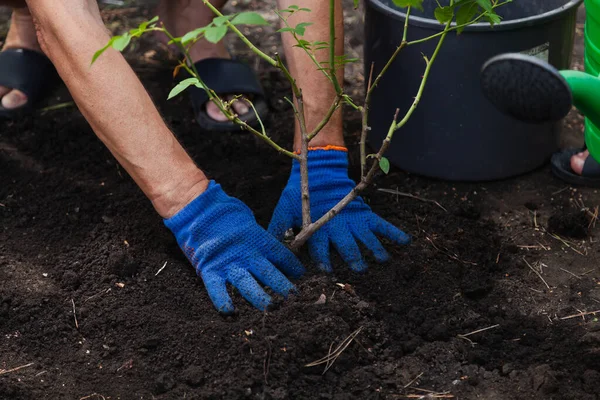 Rose transplant. Hands in work gloves compact the black soil around a mature rose bush. Close-u