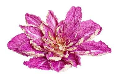 Mor Çin lahanası, yaprakları beyaz bir sırtüstü uzanmış çiçek şeklinde.