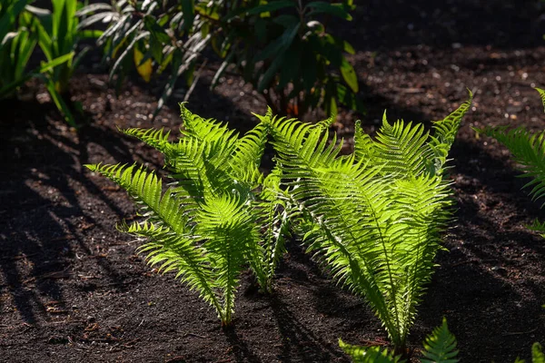 Beautiful Green Fern Leaves Plot Black Soil Summer — Stockfoto