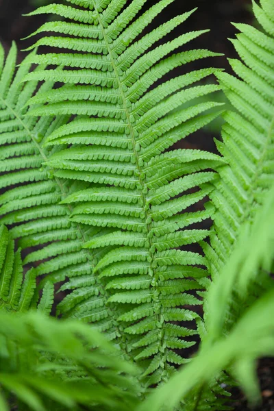 Geometry Plants Beautiful Juicy Green Fern Leaves Black Background Close — Stockfoto