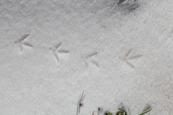 Auf Dem Schnee Eine Kette Klarer Pfotenspuren Eines Großen Vogelfasans — Stockfoto