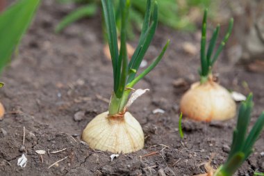Onions in the garden. The round bulb grows in the ground. Above it are green onion leaves. Other bulbs grow nearby. Close-u