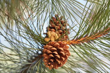 Two young cones growing on a pine branch with long green needles close u
