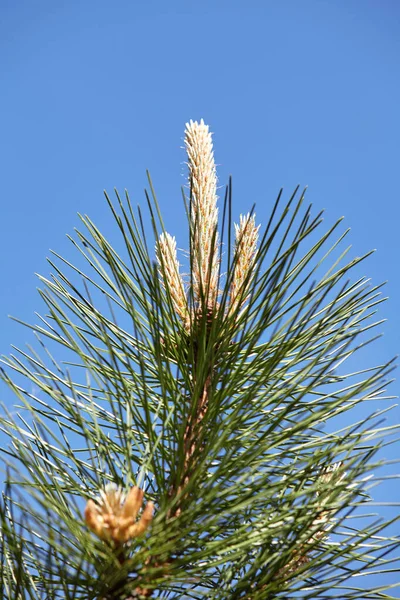 Young Sprouts Pine Branch Long Green Needles Blue Sky Close — Stockfoto