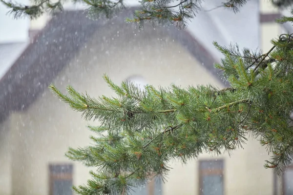 Pine Branch Green Needles Rain Background Light Wall Hous —  Fotos de Stock