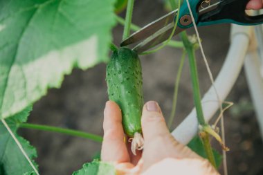 Olgun yeşil salatalık makasla kesilir.