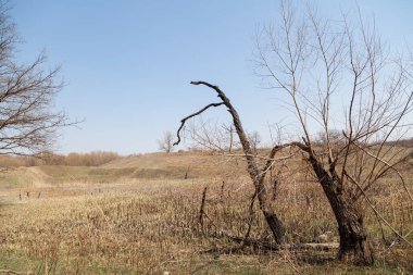 Kömürleşmiş ağacın gövdesi eğik. Arka planda yeşil çimenli bir tepe ve beyaz bulutlu mavi bir gökyüzü.
