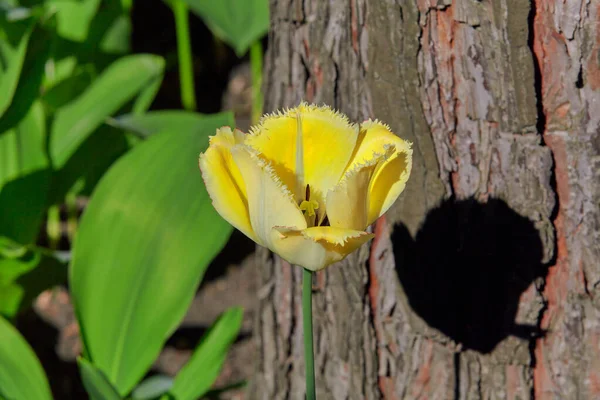 Beautiful Yellow Tulip Growing Next Tree Trunk — Stock Photo, Image