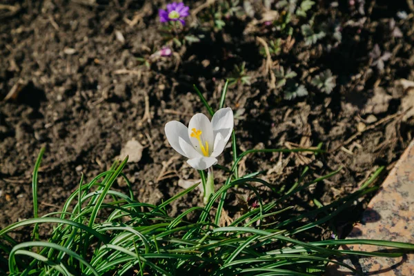 Spring Flowers Beautiful White Flower Saffron Yellow Stamens Green Grass — Stock Photo, Image