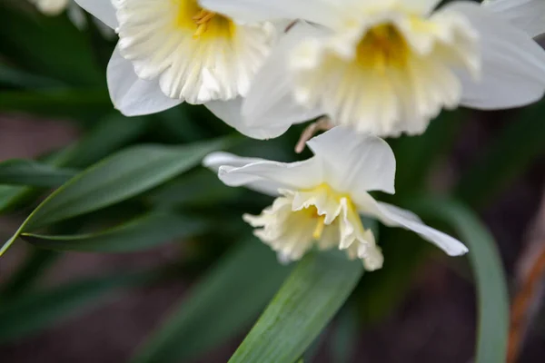 Весенние Цветы Красивые Цветы Нарцисса Желтыми Тычинками Взгляд Борта — стоковое фото