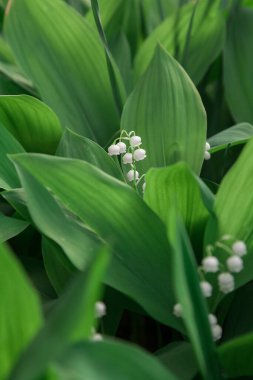 Bahar geldi. Vadi çiçeğinin güzel beyaz zambağı yemyeşil yapraklarla çevrili.