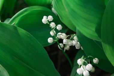 Bahar geldi. Vadi çiçeğinin güzel beyaz zambağı yemyeşil yapraklarla çevrili.