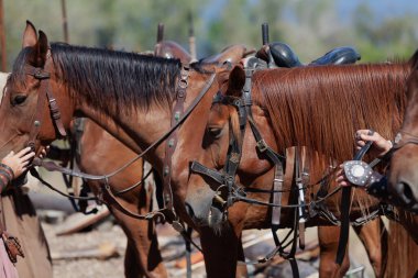 Two red horses with a black and bay mane in bridles close-up on a clear da
