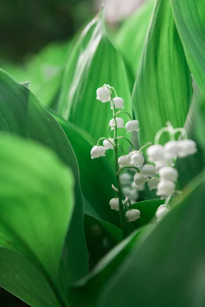 Lente Gekomen Een Prachtige Witte Lelie Van Vallei Bloem Omringd — Stockfoto